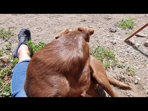 Tomy 10.08.2021 (2) - New Home for Strays e. V.