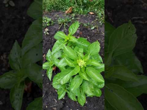 nistECO - Malu Spart