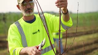 Why Choose The Davey Nursery For Your Wholesale Tree Needs?