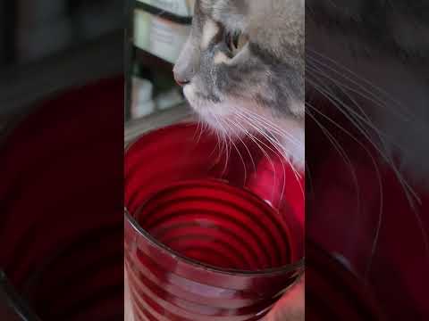 Cat Moves Their Mouth And Pretends To Drink Water From Owner's Cup - 1259192