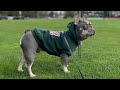 10-Month-Old Lilac and Tan French Bulldog Embarks on His Daily Morning Stroll