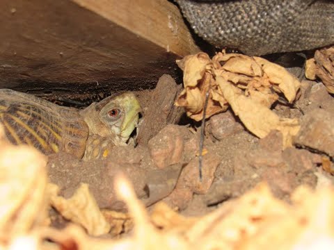 OCTOBER SURPRISE! CHASCA the Desert Box Turtle RESURFACES!!  10/18/2021