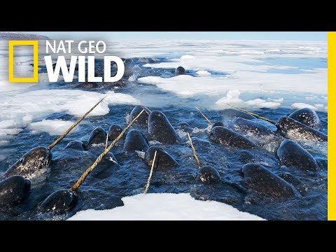 Narwhals: The Unicorns of the Sea! | Nat Geo WILD