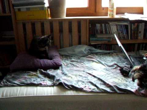 Płomyk kontra Rambo