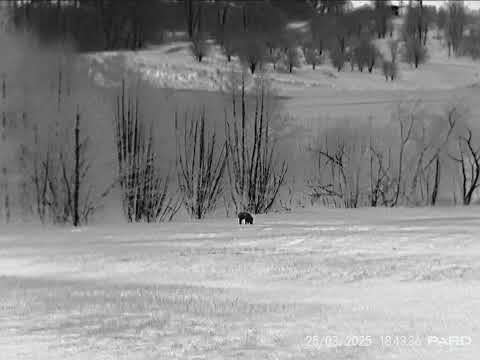Pard Leopard 640 - Wild boar - 100m
