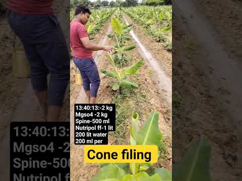 Banana Cone filing #Banana