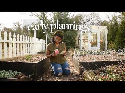 Second chance at sweet peas & poppies (re-planting what failed last time)