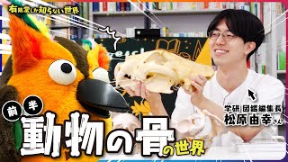 オープニング/有隣堂に馴染んでいる松原さん - 【学研が語る】動物の骨の世界(前編)~有隣堂しか知らない世界281~