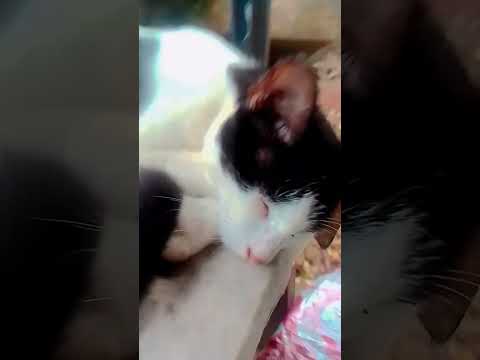 #cute #cat #animals #funny #drawing #lifeisbutadream #unfrezzmyaccount