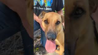 Video preview image #1 Mutt Puppy For Sale in Mt. Laurel, NJ, USA