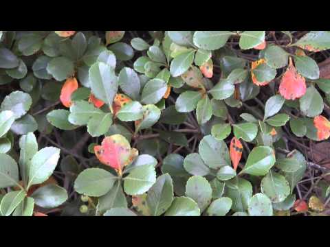 Entomosporium Leaf Spot of Hawthorn