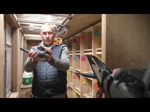 r 028- Wizyta hodowcy Dawid Wegrzyniak .....