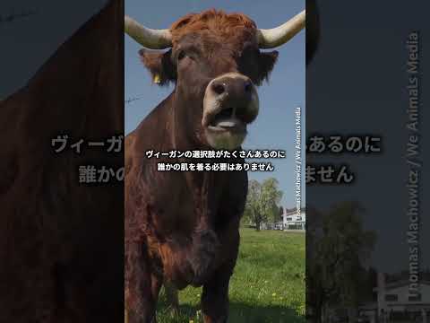 バクテリア生産された黒い革で作られた財布