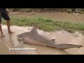 В Австралії ураган Деббі викинув на дорогу акулу. ВИДЕО