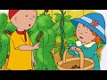 Let's Grow Some Raspberries! | Caillou Compilations