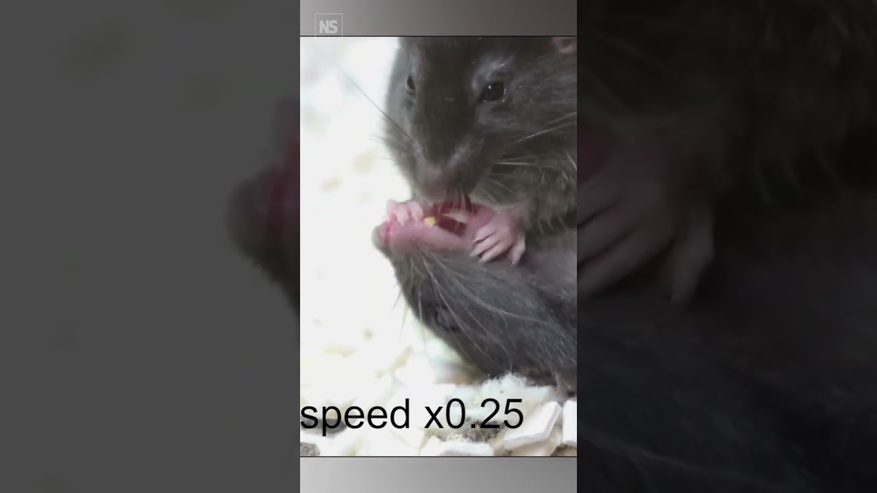 仲間を助けようとするマウスの縦動画(New Scientist Shorts)