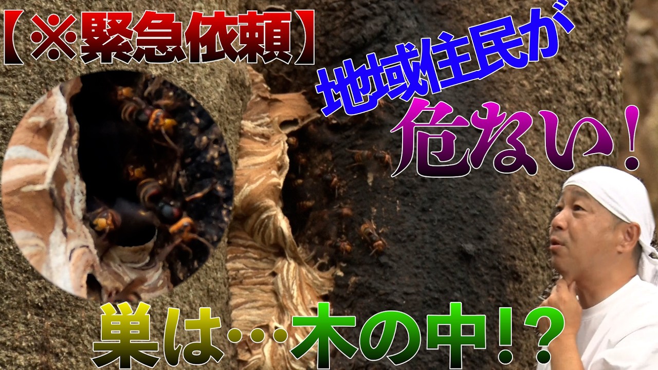【ハチ駆除】自然豊かな遊歩道で発見された危険なスズメバチを駆除！