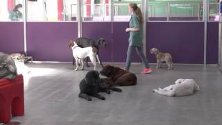 Happy Hound Play & Daycare: Dog Daycare and Boarding