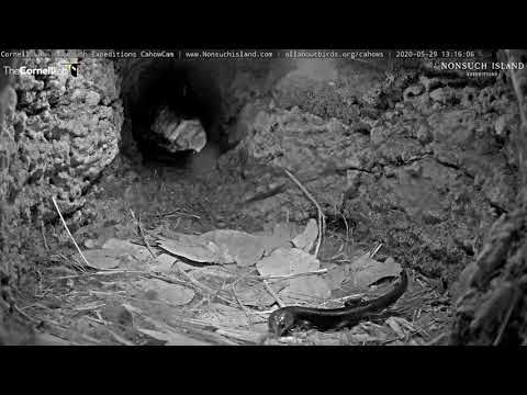 Bermuda Skink Visits Cahow Cam 1 Burrow – May 29, 2020