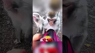APENAS ESSE MACAQUINHO AJUDA ELA E DEPOIS FEZ PARTE DA FAMÍLIA #filmee #filmesnovos #movie