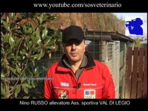 IL PASTORE TEDESCO: CONSIGLI DI UN ALLEVATORE