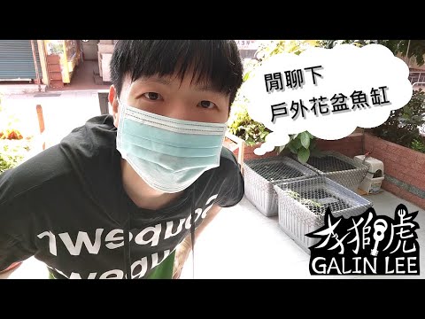 適合户外養的魚