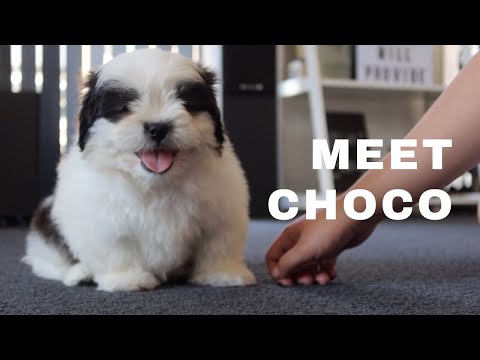 Getting Our New Puppy | Keziah Abuel