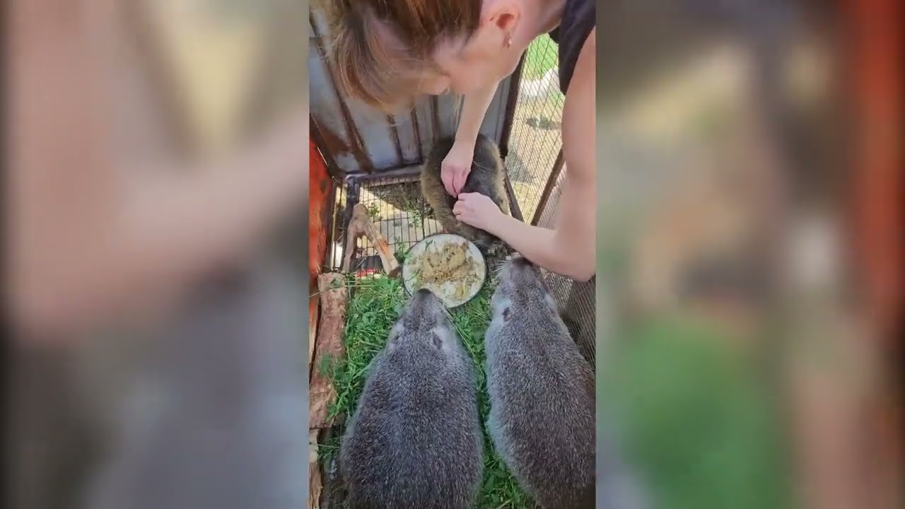 Перевірка нутрій поросні чи ні!