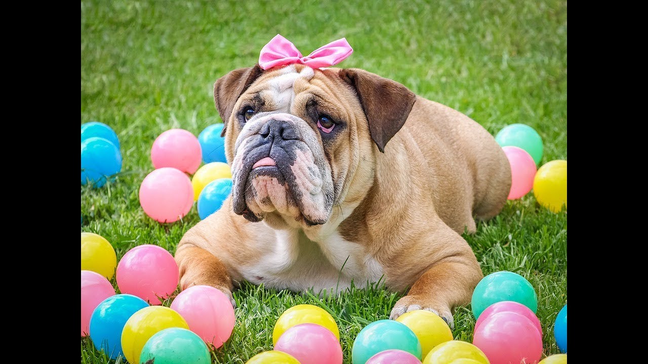 「絶対に笑う」あり得ないことをする犬★おもしろい犬のハプニング, 失敗画像集 #43