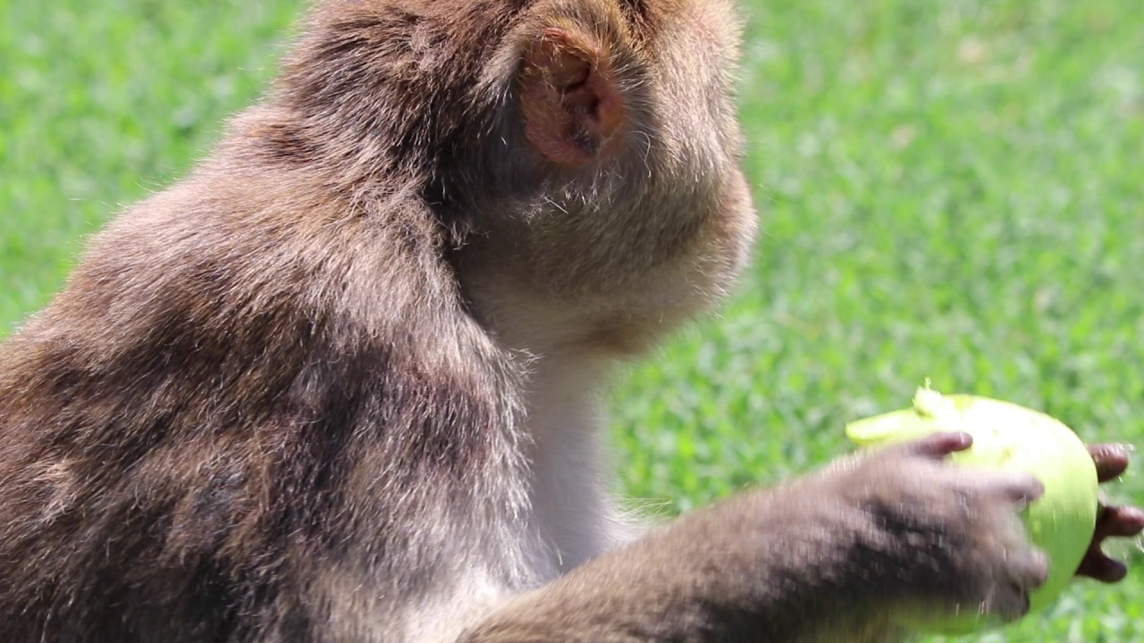 California National Primate Research Center Advancing Science and Health
