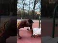 Push ups workout | #shorts | #pushups #calisthenicsworkout