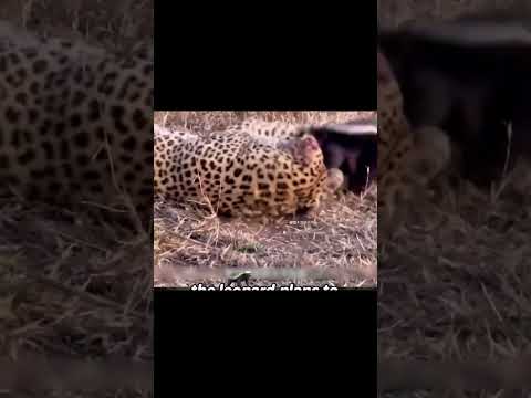 bal porsuğu ve leopar