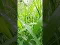 Puthu Vellai Mazhai Shorts Puthu Vellai Mazhai WhatsApp Status Rain Nature Dew Droplets