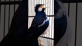 Download lagu Suara Jalak Suren Gacor Unik #jalaksurengacor #starlingbird #jalaksurenisian mp3 Download lagu Suara Jalak Suren Gacor Unik #jalaksurengacor #starlingbird #jalaksurenisian mp3