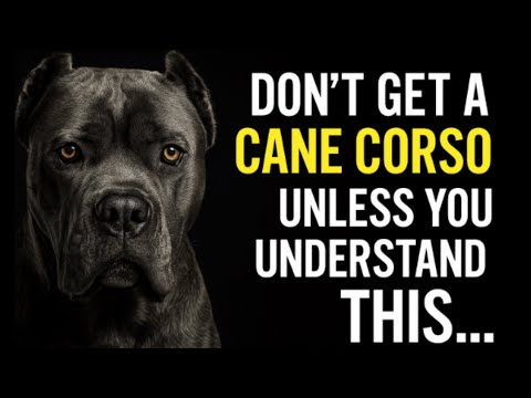 Why Owners Struggle with the Cane Corso (And How to Avoid It)
