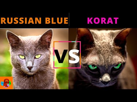 RUSSIAN BLUE CAT VS KORAT CAT (Breed Comparison) Which One Should You Choose?