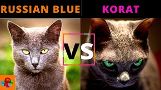 RUSSIAN BLUE CAT VS KORAT CAT (Breed Comparison) W