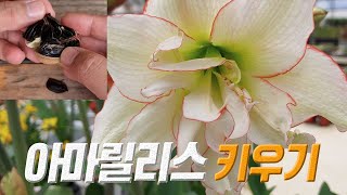 식물 아마릴리스 키우기 