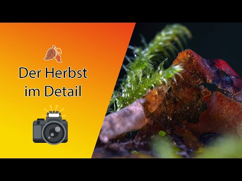 Macrofotografie  - Den Herbst im Detail entdecken