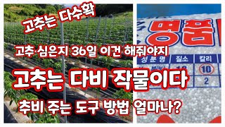 고추 추비 주는 도구 방법 권장량 시기 [고추재배방법]