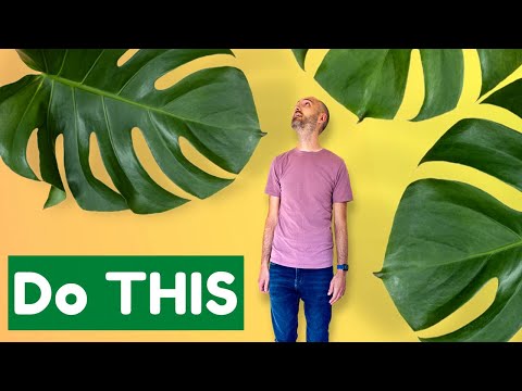 The Secret to GIANT Houseplant Leaves