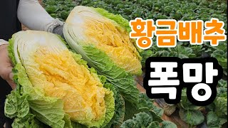 황금배추는 폭망 ! 노지것 보냅니다