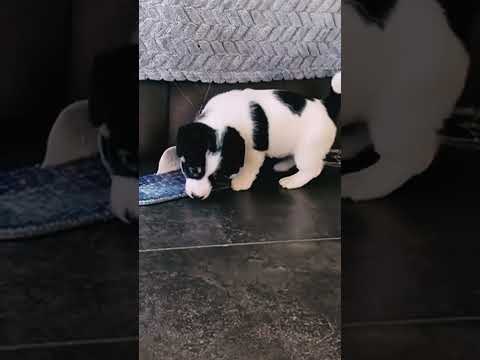 Perros Jack Russell Terrier en venta