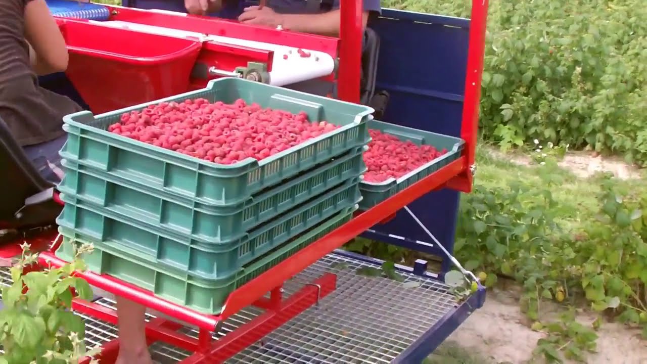 Прицепной ягодо-уборочный комбайн Jagoda Jarek 5