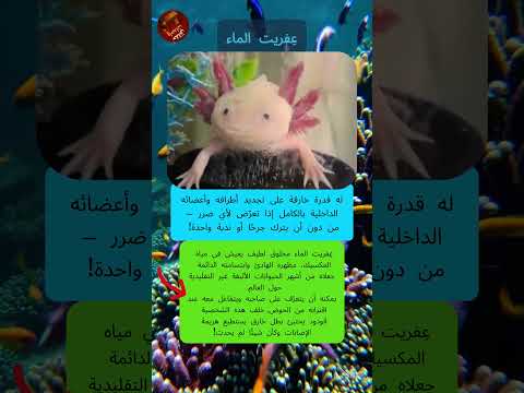 Axolotl  عِفريت الماء: الحيوان اللطيف صاحب القدرة الخارقة! #اكسبلور #العلم #معلومات