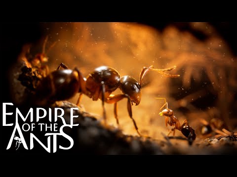 Empire of the Ants 2024 | Video Game Soundtrack (Full Official OST)
