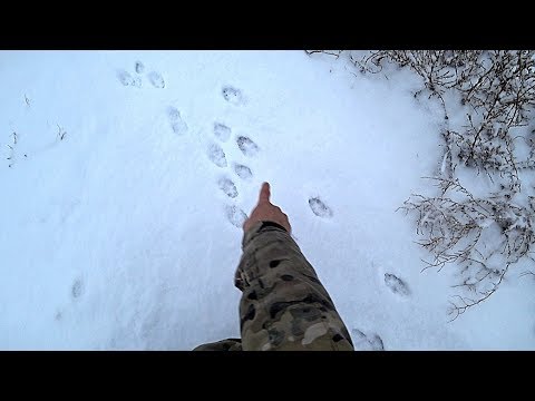 Охота на зайца. ВЫПАЛ ПЕРВЫЙ СНЕГ. Тропление. Зайца очень много.