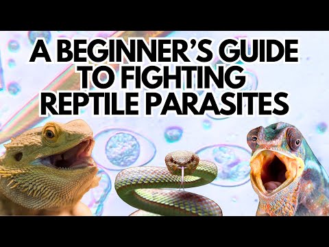 A Beginner's Guide to Fighting Reptile Parasites