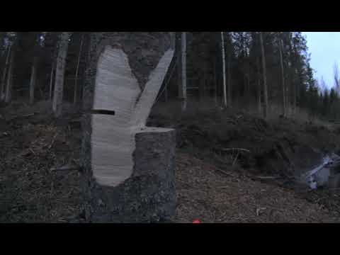 Metsolan Metsäkoulu 113 - Sivulle kallistuneen puun kaato