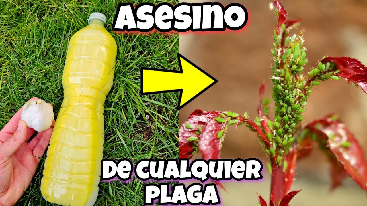 Pest Killer for your Plants! Powerful Homemade Insecticide for Insects and Bugs (Garlic)